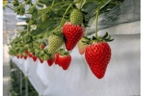 【春日井・瀬戸・菱野発】*日帰り昼食付*『茶臼山高原 芝桜の丘といちご狩り』3